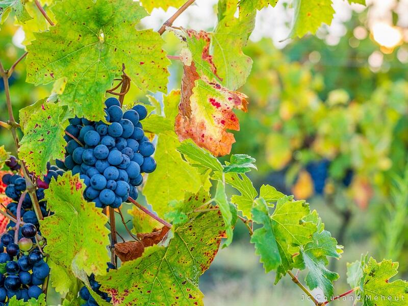 Vignes de cabernet franc - Boucle vélo entre Chinon et Candes-saint-Martin