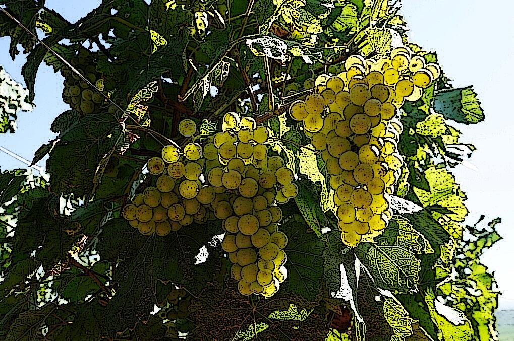 2019-09-Grappes-Chardonnay-1---ink-2