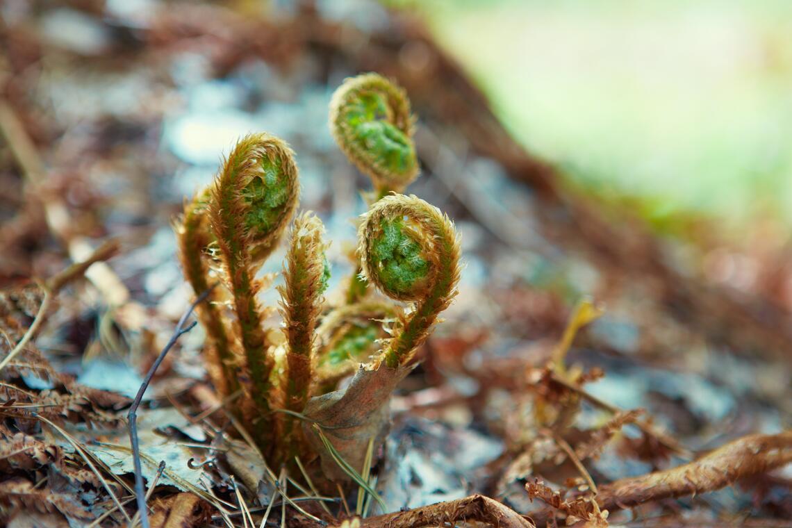 Pteridium aquilinum, bracken, brake or common bracken , also known as eagle fern, and Eastern brakenfern. Young shoots, close-up.