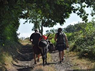 Les ânes sont de charmants compagnons de découverte