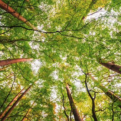 Rencontre avec les arbres