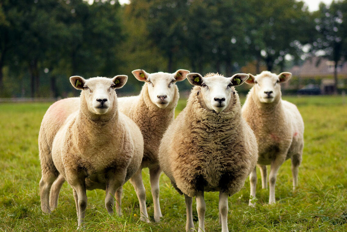 Sortie nature moutons < Craonne < Aisne < Picardie