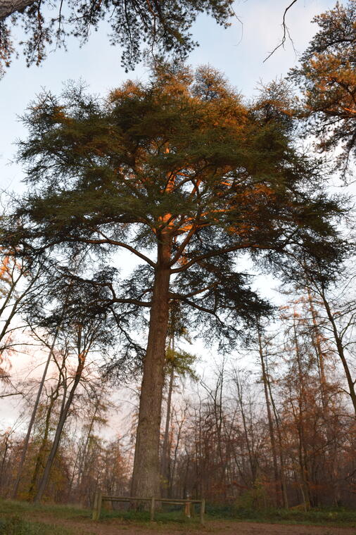 Les forêts du Compiègnois