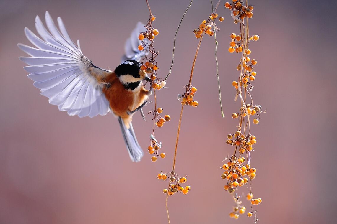 Chants d'oiseaux au bois