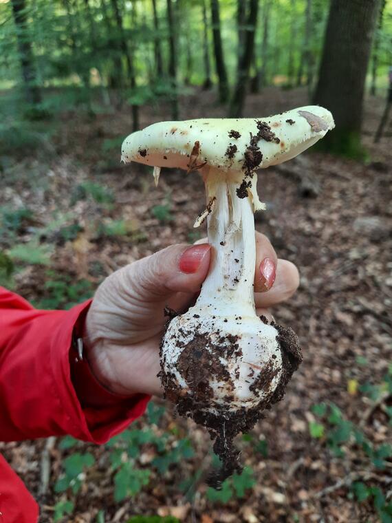 Découverte champignons