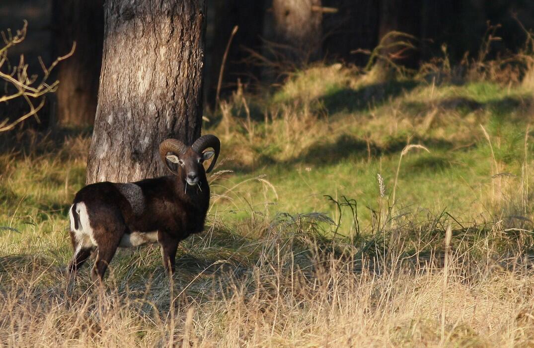 Mouflon