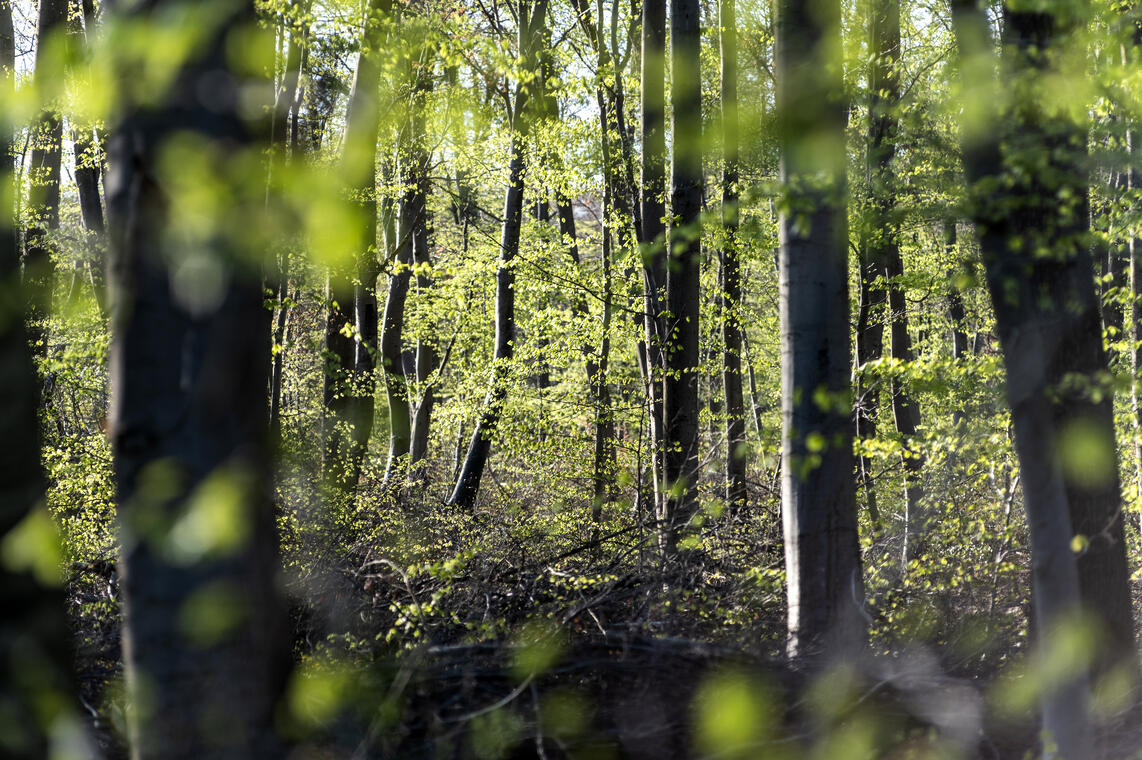 Forêt de Pierrefonds