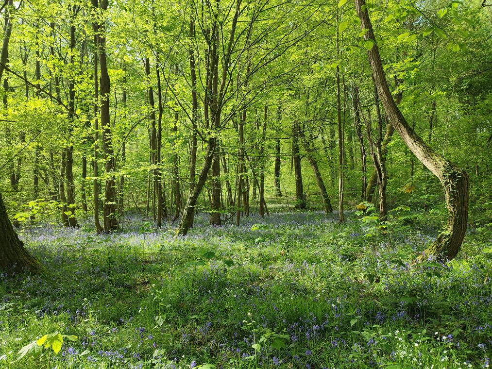 Forêt de Laigue - Tracy le Mont