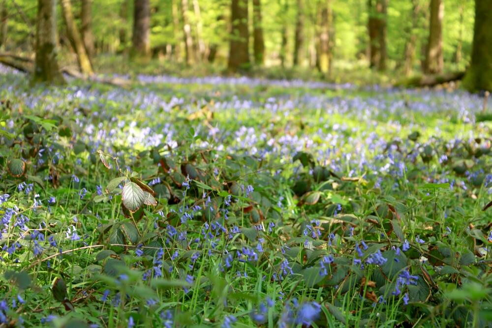 Jacinthe-des-bois