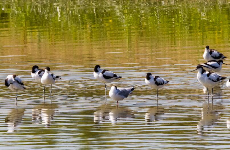 Dimensions photos SIM  - La baie et ses oiseaux