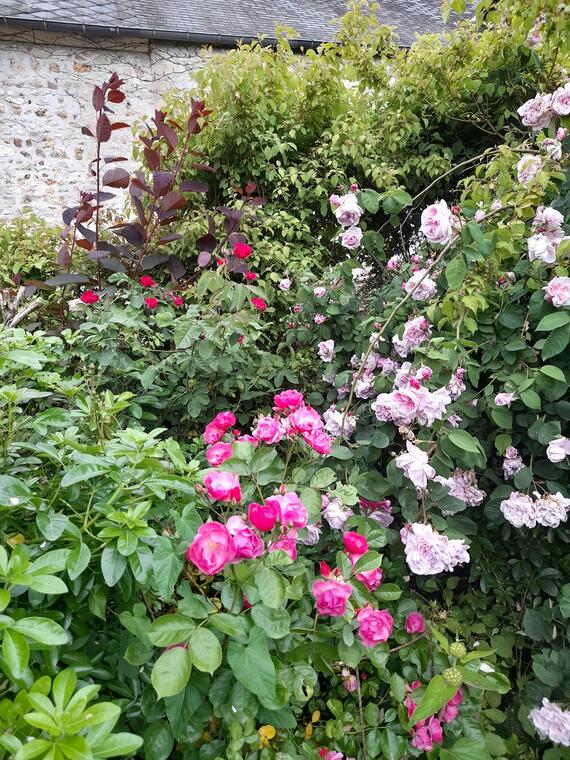 roses