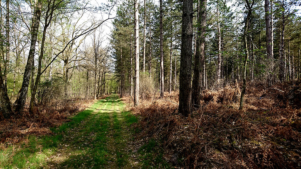 Forêt domaniale de Vauclair III < Bouconville-Vauclair < Aisne < Picardie