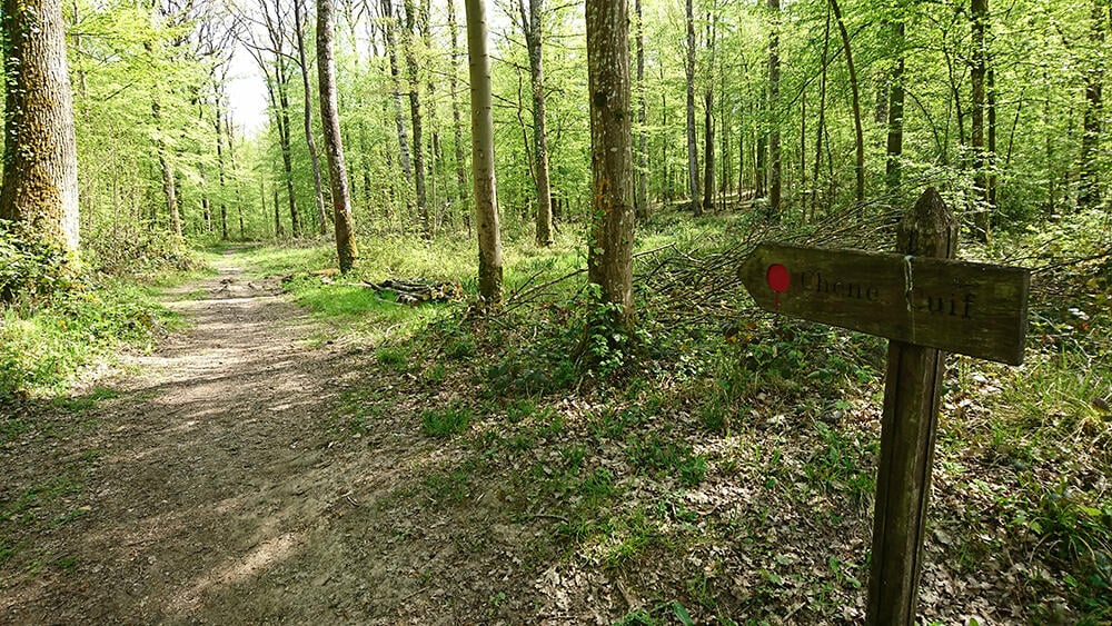 Forêt domaniale de Vauclair IV < Bouconville-Vauclair < Aisne < Picardie