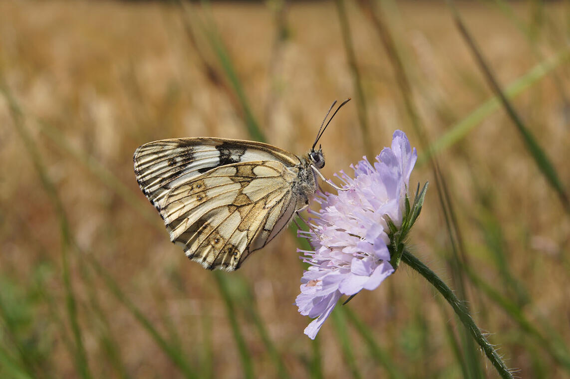 Sortie papillons< Sissonne < Aisne < Hauts-de-France