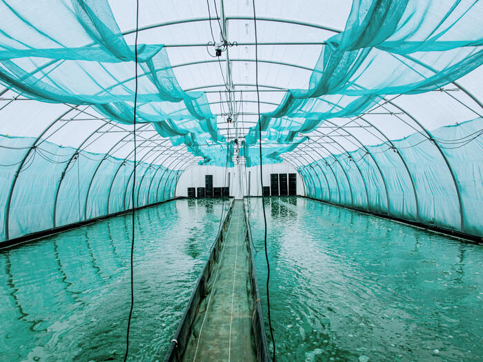 Visite d'Etika Spirulina, une ferme urbaine éthique et étonnante !_1