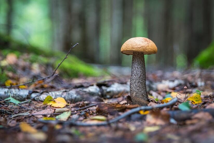 Sortie Mycologique en Foret de Crécy