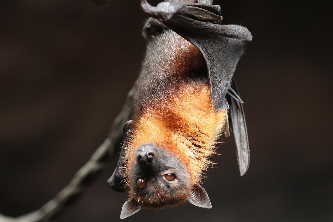 bat-4887509_1280