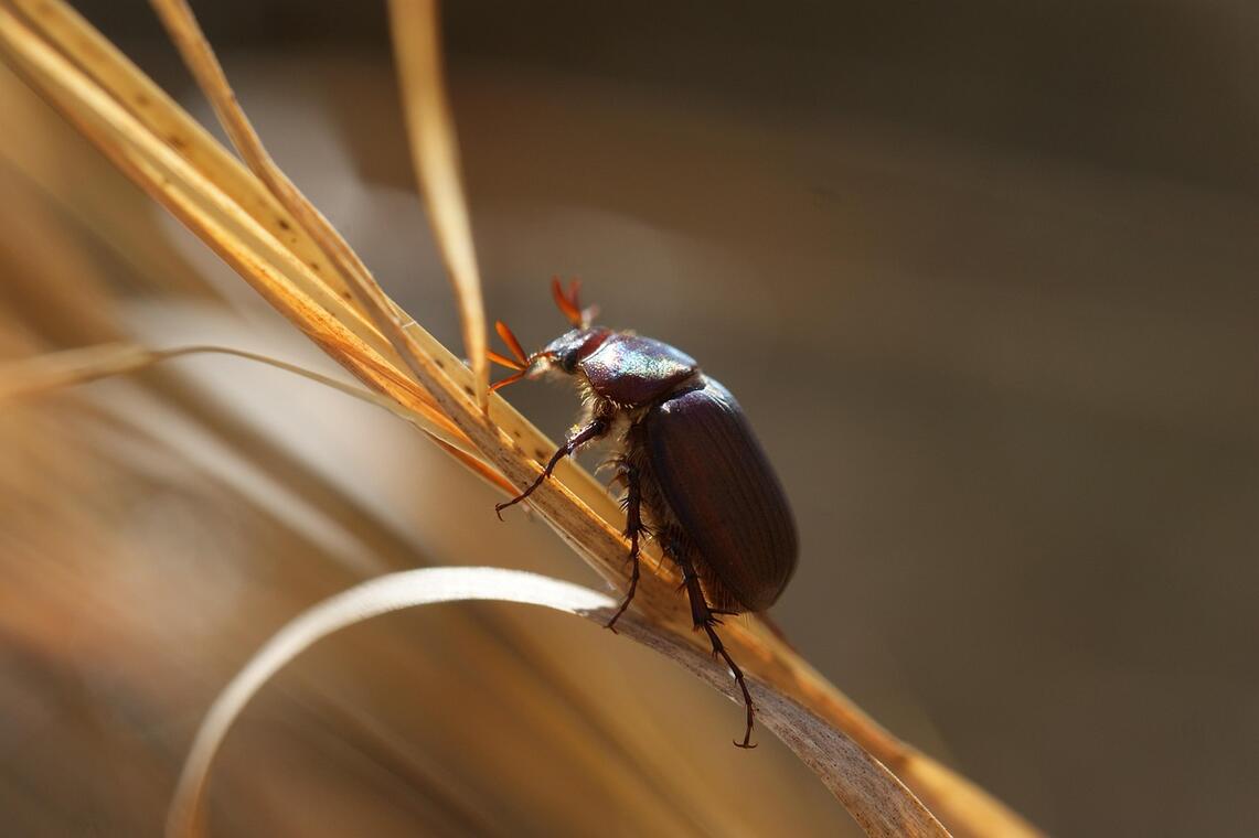 beetle-8070966_1280