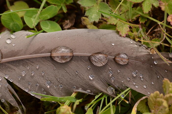 Balade naturaliste : " Secrets de plumes"_1