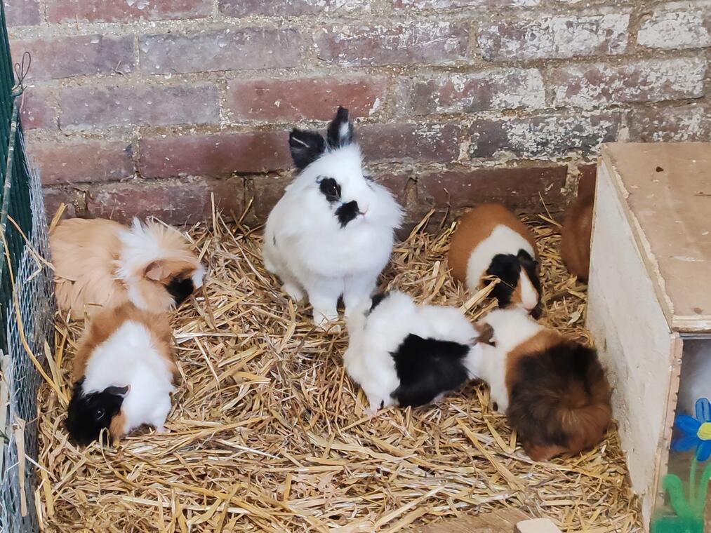 ferme pédagogique Nogent-sur-Oise