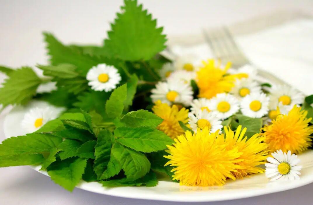 plantes comestibles