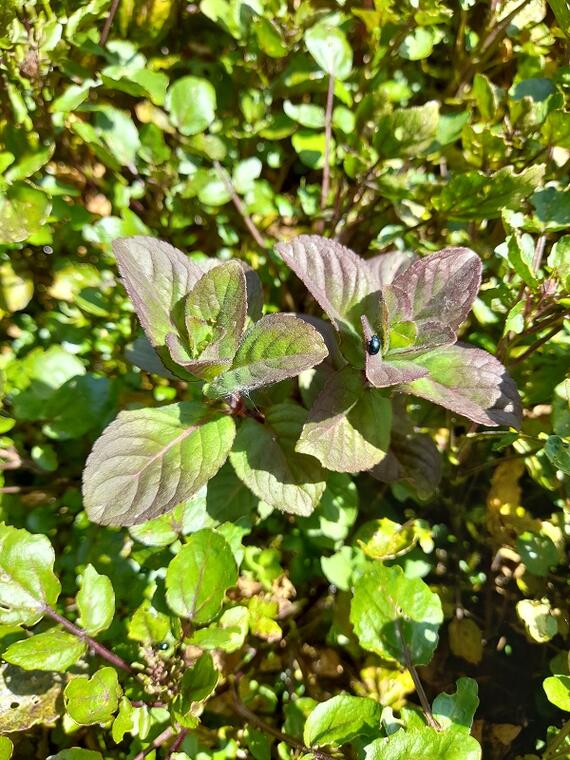 menthe