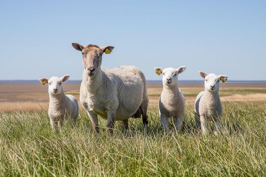 sheep-g7d120b585_1280