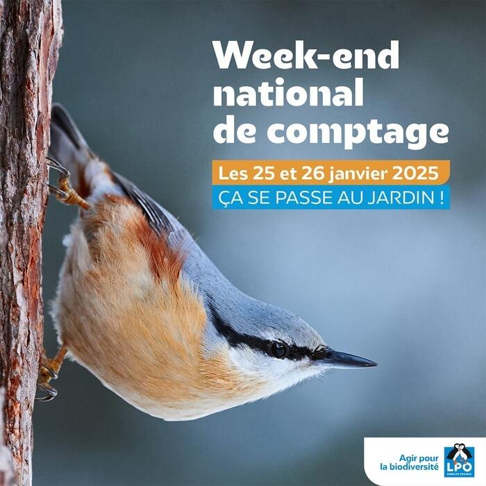 Comptage national des oiseaux des jardins_1