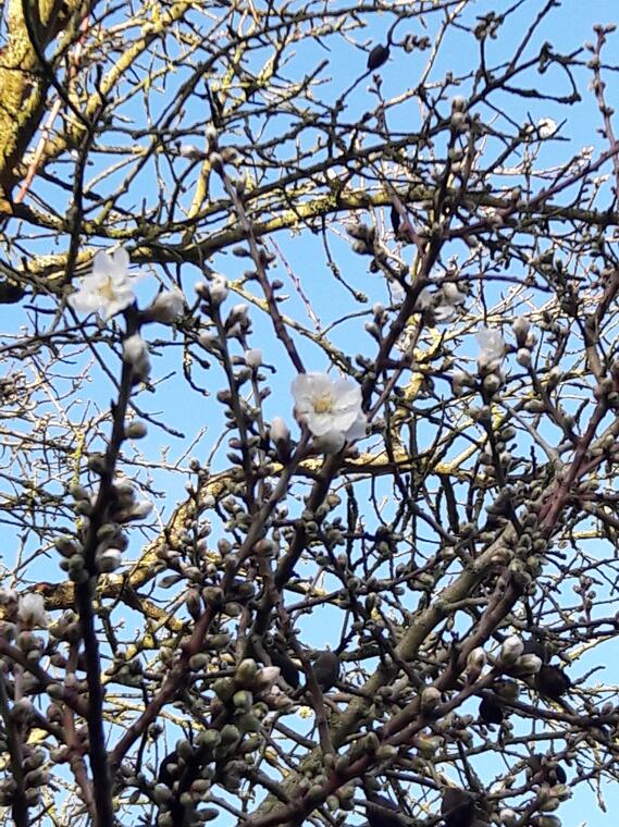 Branches prunus