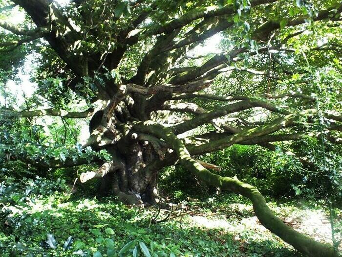 Week-end Nature, couture et boutures : Un jardin pour rencontrer la nature à Roubaix_1