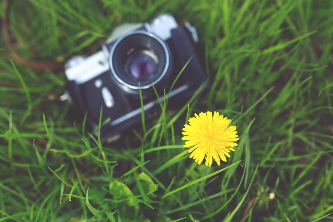 camera-antique-dans-l-herbe.jpg