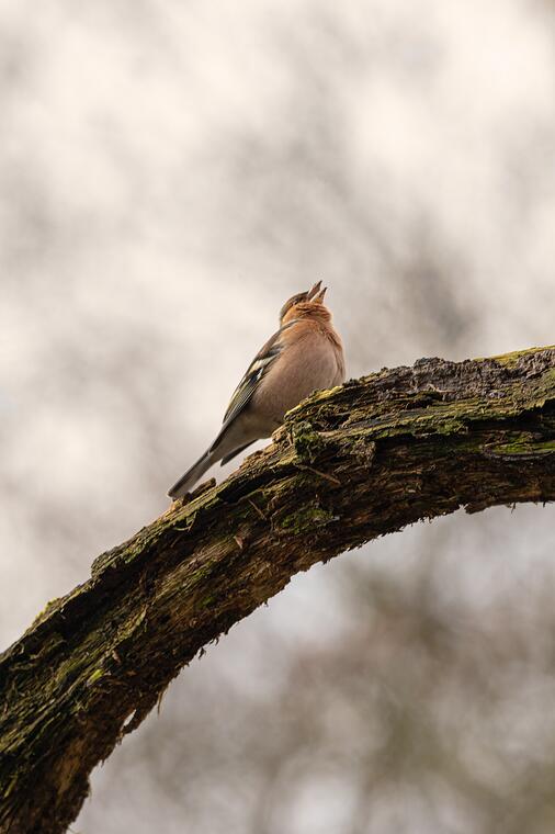 tir-vertical-d-un-oiseau-assis-sur-une-branche.jpg