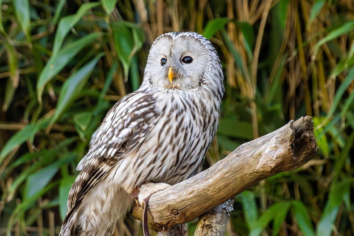 white-owl-9644261_1280.jpg