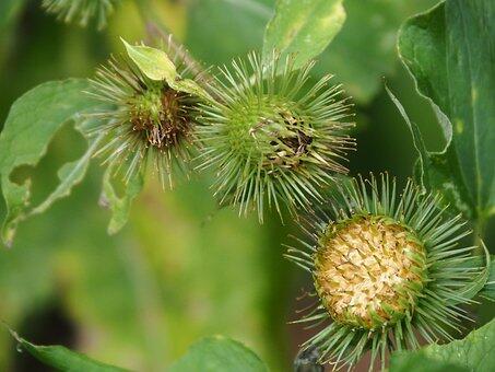 Balade plantes.jpg