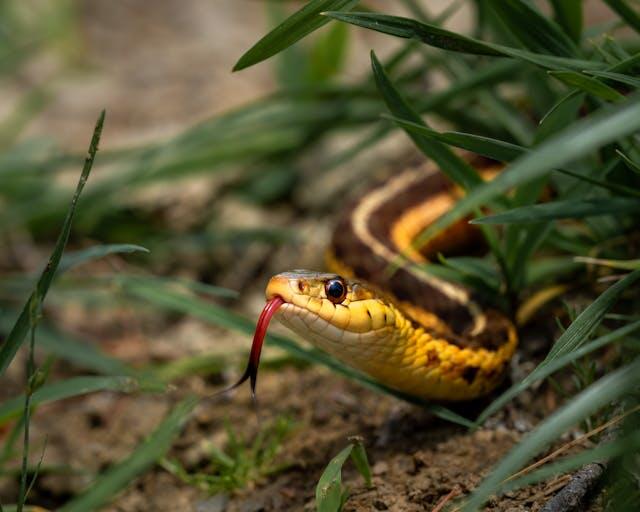 à la découverte des serpents.jpg