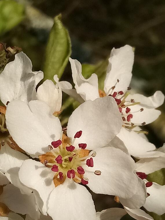 fleur_prunus4 - Frédérique Pédron-Deroche.jpg