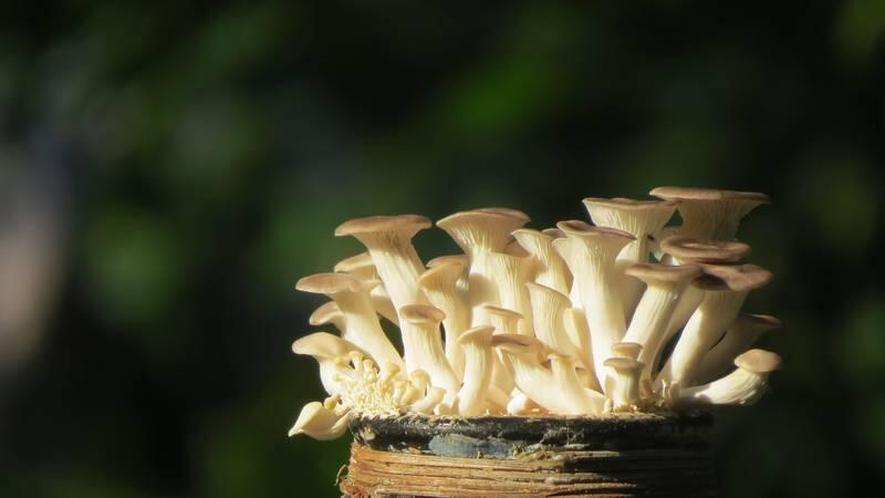 Pleurote