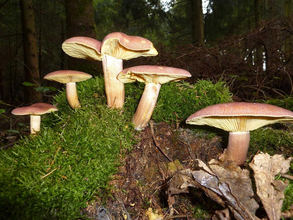 Tricholomopsis rutilans champignon expo