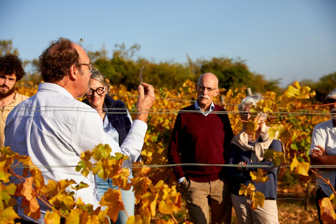 Vis ma vigne - découverte avec François Rocault