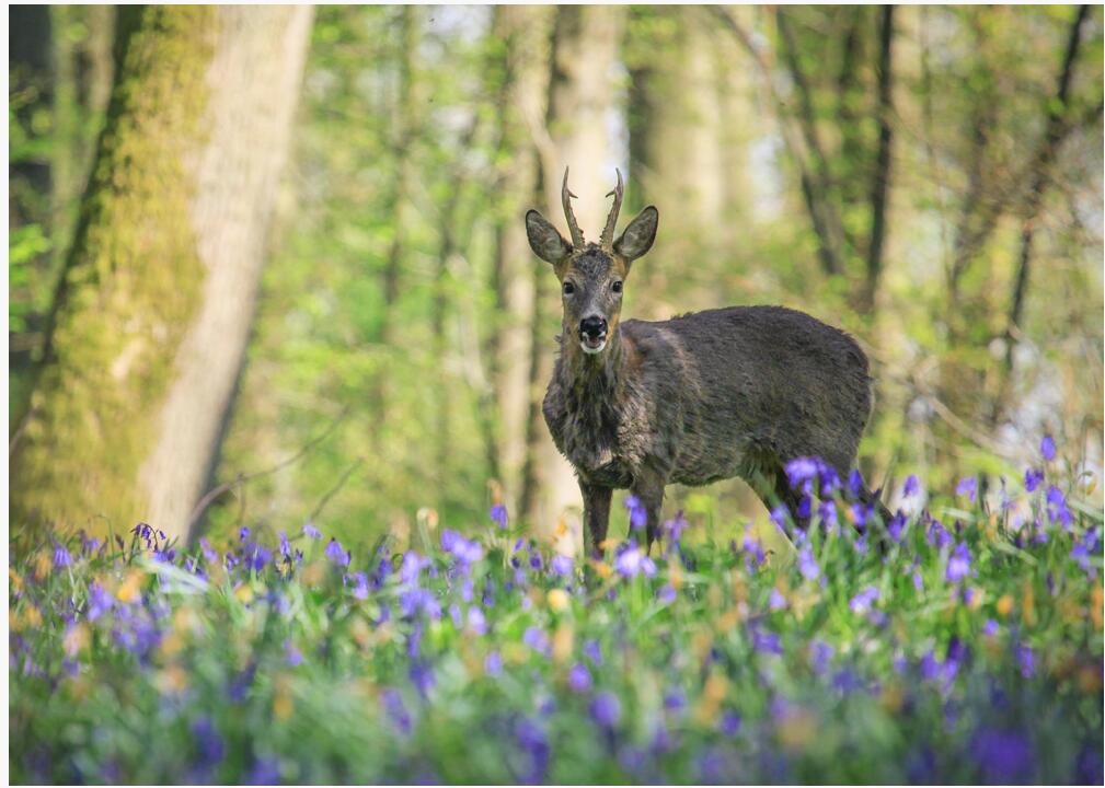 Forêt Chevreuil Printemps