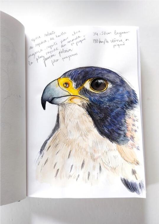 photo expo de dessins et croquis naturalistes