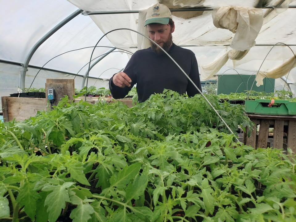 Vente de plants de légumes_Prémeyzel