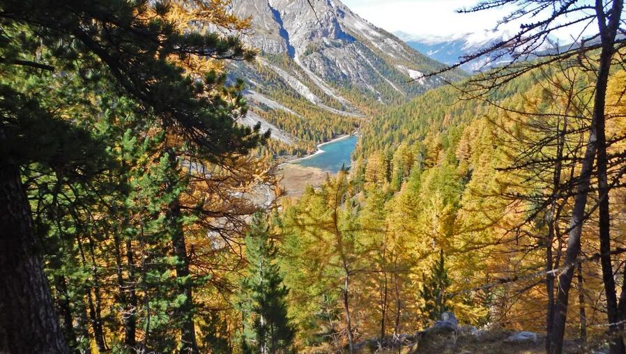 Bois des Ayes au dessus du lac de l'Orceyrette