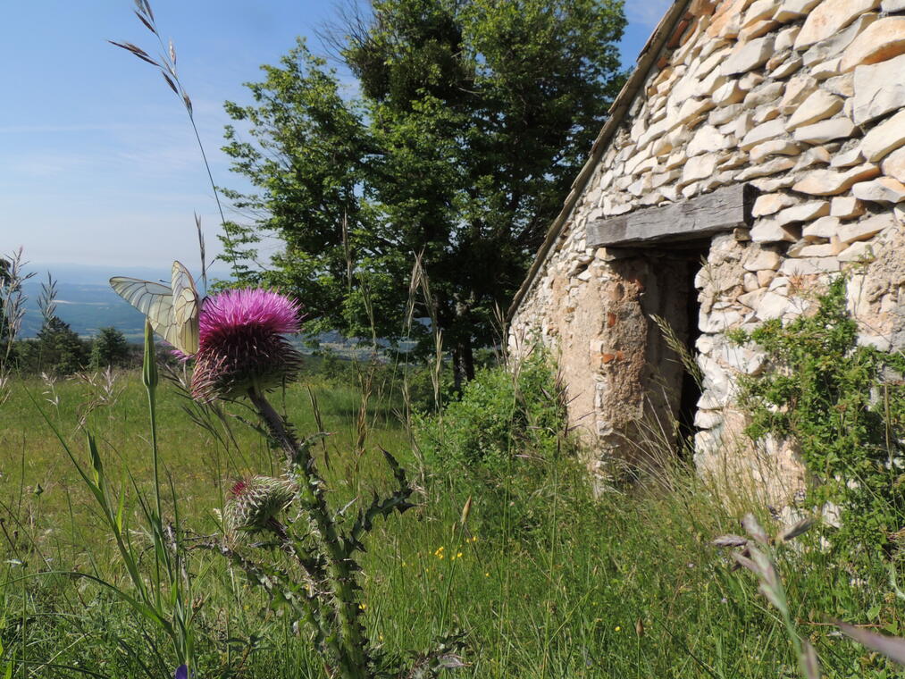 Les bergeries de la montagne de Lure