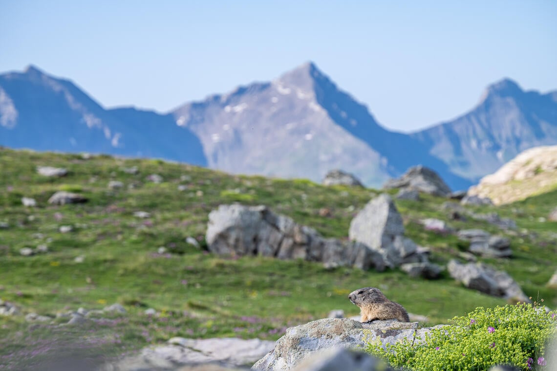 Marmotte du soir et dégustation_Orcières