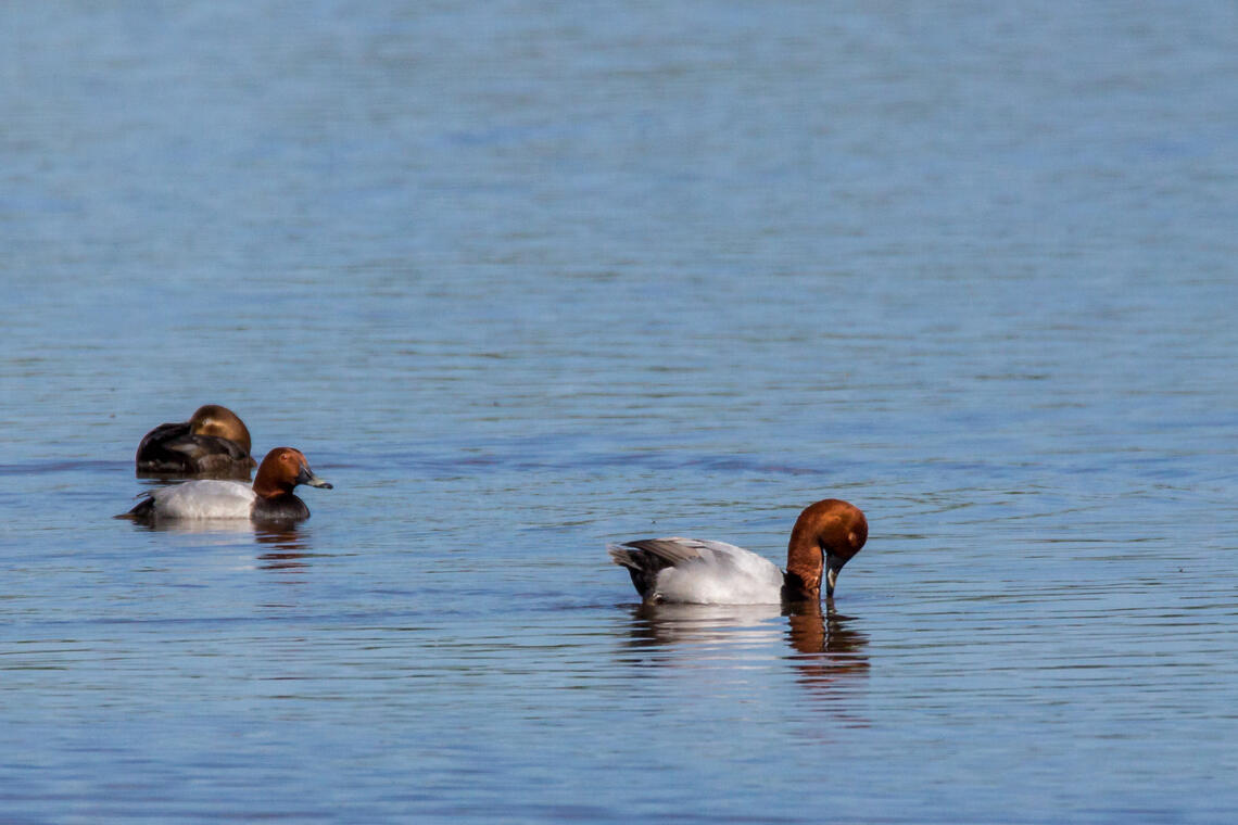 Dombes terre d'oiseaux : observons les oiseaux de l'étang de Vernanges