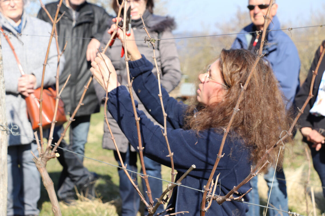 Visite et dégustation autour de la taille de la vigne_Bohas-Meyriat-Rignat