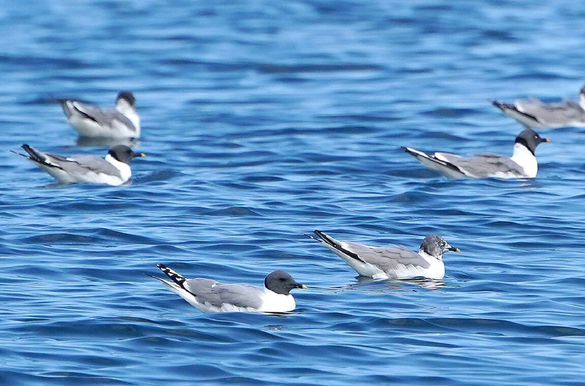 Photo mouette