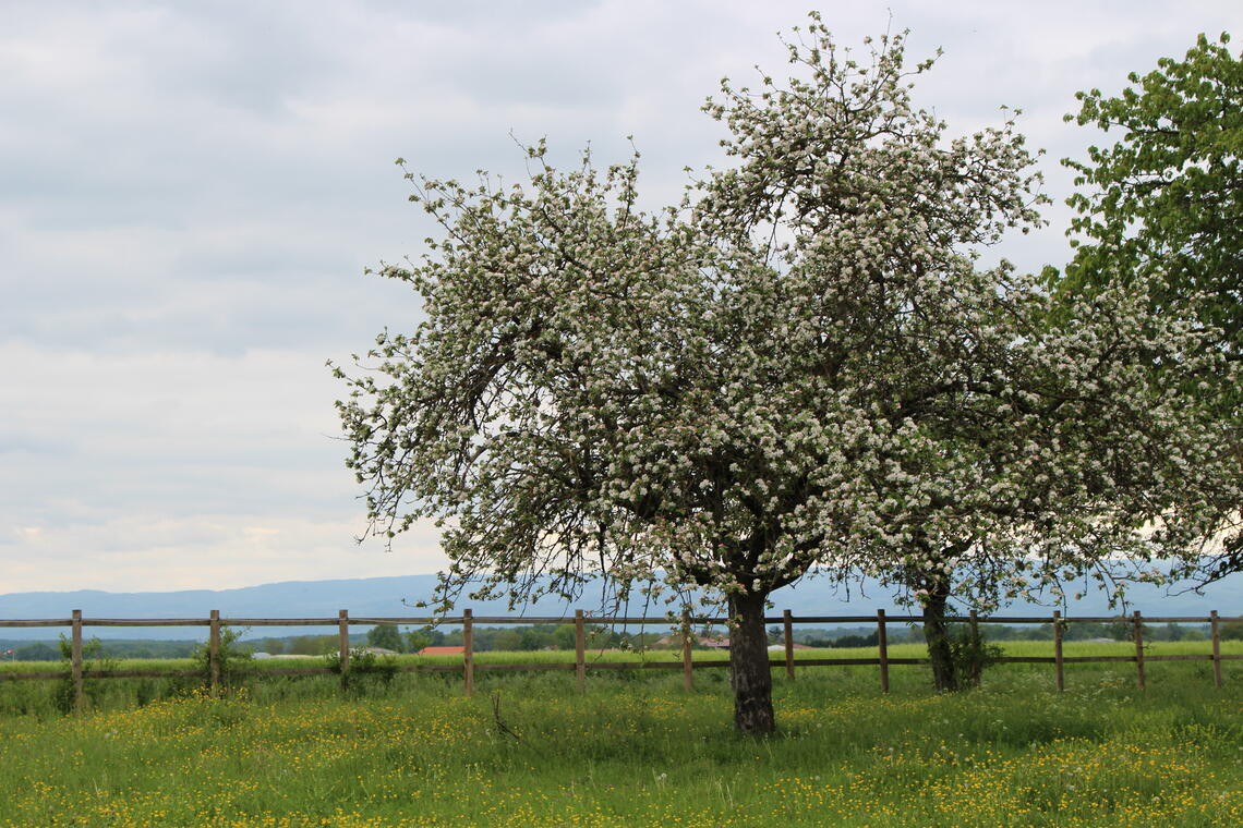 Sentier du castor : de l'écopôle du Forez à Feurs