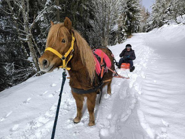 Poney Luge au Collet